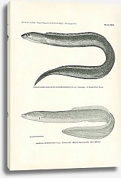 Постер Gymnothorax Ocellatus Nigromarginatus (Girard), Anguilla Chrysypa Rafinesque