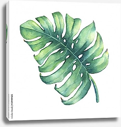 Постер Большой тропический зеленый лист растения Монстера