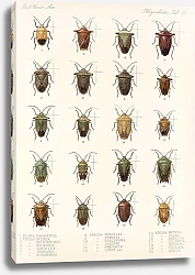 Постер Годман Фредерик Insecta Rhynchota Hemiptera-Heteroptera Pl 32