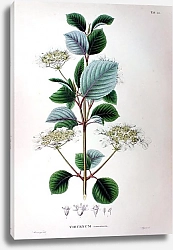 Постер Флора Японии №36