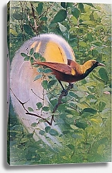 Постер Кунер Вильгельм Great Bird of Paradise, illustration from'Wildlife of the World', c.1910