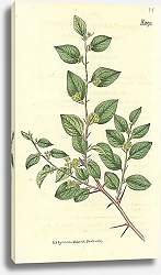 Постер Curtis Ботаника №53 1
