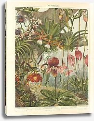 Постер Орхидеи 43