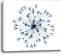Постер Рентгеновское изображение цветка Агапантус на белом