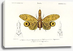 Постер Fulgora graciliceps