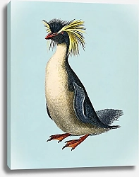 Постер Хохлатый пингвин