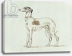 Постер Сеймур Джеймс A Greyhound, Facing Left