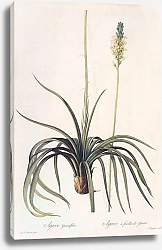 Постер Agave yuccifolia EDelaroche in Redoute