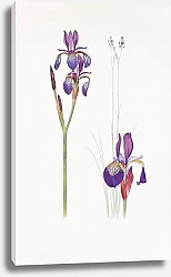 Постер Iris sibirica and Iris orientalis