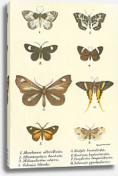 Постер Mesoleuca albicillata 1