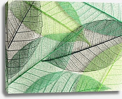 Постер Зеленые прозрачные листья