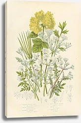 Постер Cornish Bladder-seed, Common Alexanders, Shepherd's Needle, Wild Beaked-parsley, Garden b. p., Commo