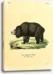 Постер Маленький медведь
