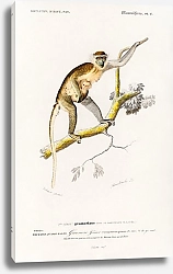 Постер Cercopithecus griseus (Guenon Grivet)