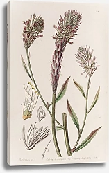 Постер Эдвардс Сиденем Foxtail Trichinium