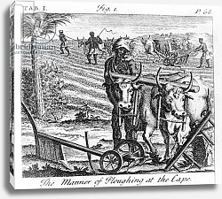 Постер Школа: Немецкая 18в. The Manner of Ploughing at the Cape, an illustration 1731