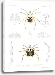 Постер Годман Фредерик Arachnida Acaridea Pl 11