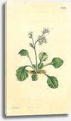 Постер Curtis Ботаника №76 1