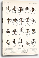 Постер Годман Фредерик Insecta Coleoptera Pl 218