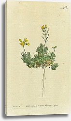 Постер Curtis Ботаника №62 1