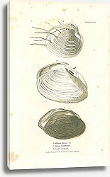Постер Cytherea Dronea, Tellina Guildfordiae, Anadon Georginae