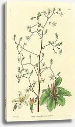 Постер Curtis Ботаника №58 1
