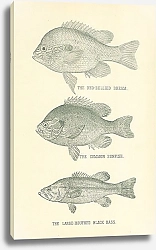 Постер The Red-Bellied Bream, The Common Sunfish, The Large-Mouthed Black Bass