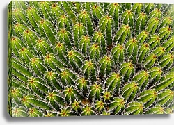 Постер Кактус Euphorbia Echinus 