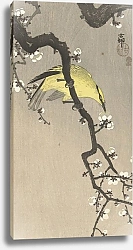 Постер Косон Охара Chinese golden oriole on plum blossom branch