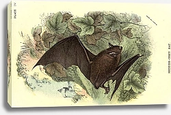 Постер BRITISH MAMMAL 1896 REDDISH GRAY BAT