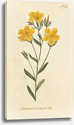 Постер Linum Flavum. Yellow Flax