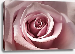 Постер Нежная розовая роза