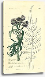 Постер Curtis Ботаника №78 1