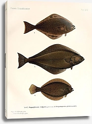 Постер Hippoglossus vulgaris, Drepanopsetta plattessoides