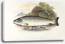 Постер Galway sea trout