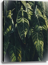 Постер Длинные мокрые пальмовые листья