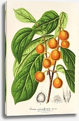 Постер Лемер Шарль Ficus cerasiformis