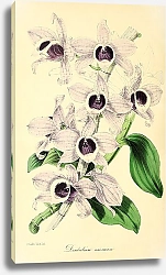 Постер Dendrobium Anosmum