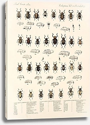 Постер Годман Фредерик Insecta Coleoptera Pl 171