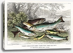 Постер Коллекция рыб