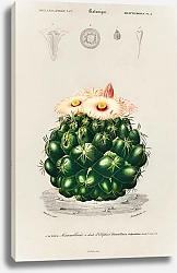 Постер Звездный шар (Mammillaria elephantidens)