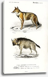 Постер Золотой шакал (Canis Aureus) и полосатая гиена (Hyene rayee)