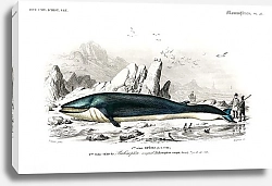 Постер Полосатиковый кит
