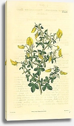 Постер Curtis Ботаника №21 1