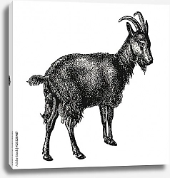 Постер Ретро-иллюстрация козы