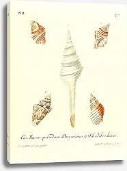 Постер Морские раковины 064