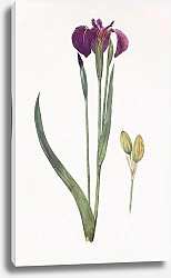 Постер Iris setosa