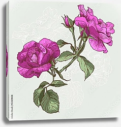 Постер Ярко-розовые розы с бутонами