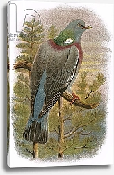 Постер Школа: Английская 20в. Wood Pigeon 2