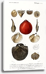 Постер Разные виды раковин моллюсков